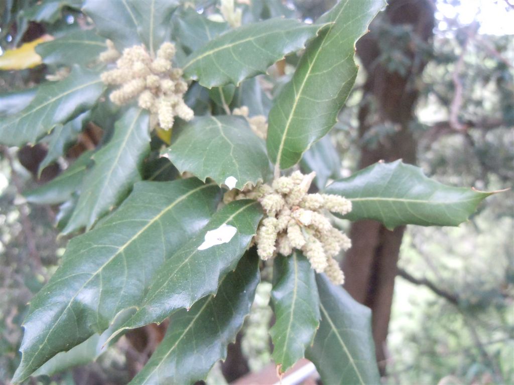 Albero da identificare: Quercus ilex